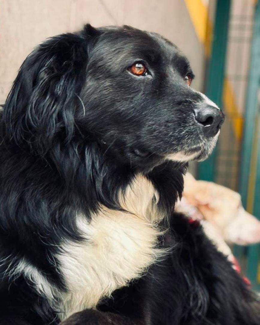 Oso